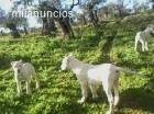 vendo cachorra de presa canario en 300ueros y dogo argentino por 500euros - mejor precio | unprecio.es