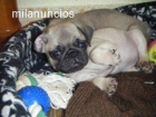 vendo carlinos - mejor precio | unprecio.es
