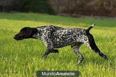 Bracos Alemanes \