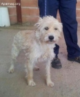 Mufy, perro en adopción o acogida - mejor precio | unprecio.es