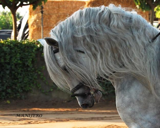 CABALLO P.R.E DEL HIERRO DE NOBLEZA DE GUADIANA