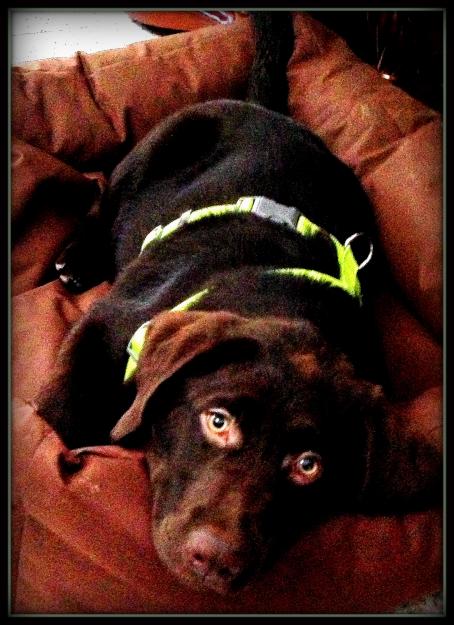 Cachorro labrador retrieveer ojos verdes, color chocolate
