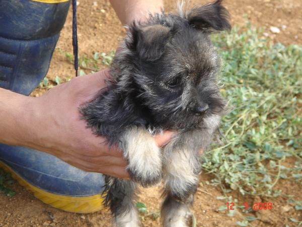 CACHORROS DE SCHNAUZER MINI SAL Y PIMIENTA