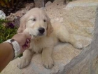 camada de GOLDEN RETRIEVER con PEDIGREE 390 - mejor precio | unprecio.es