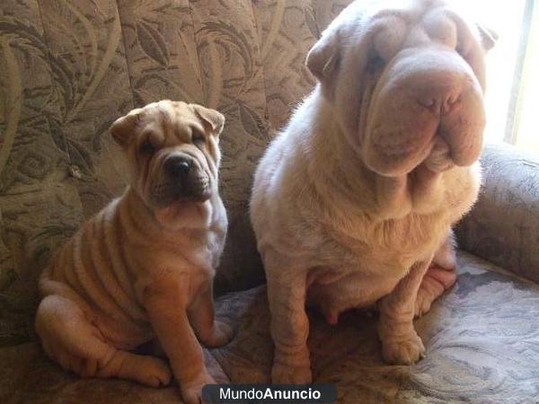 Camada de Shar Peis