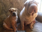 Camada de Shar Peis - mejor precio | unprecio.es