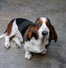 DOY _____REGALO PERRO DE PURA RAZA BASSET__COMPLETAMENTE GRATUITO______RECOJALO EN MI CASA - mejor precio | unprecio.es