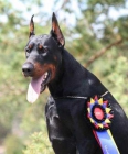 Excelente camada de Dobermann - mejor precio | unprecio.es