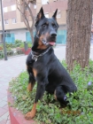 Se ofrece para monta PASTOR DE BEAUCE (BEAUCERON) en Valencia - mejor precio | unprecio.es