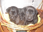 vendo cachorros de labrador - mejor precio | unprecio.es