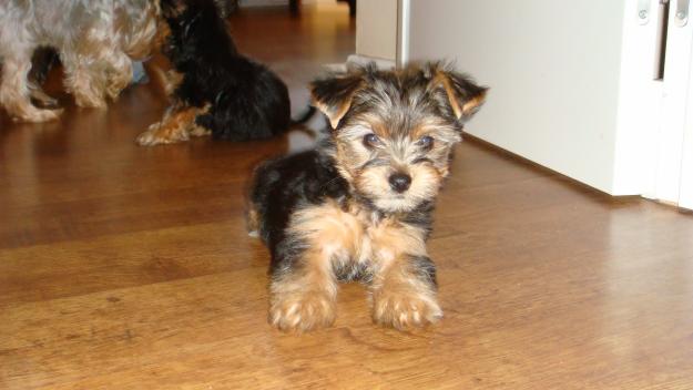 yorkshire cachorros