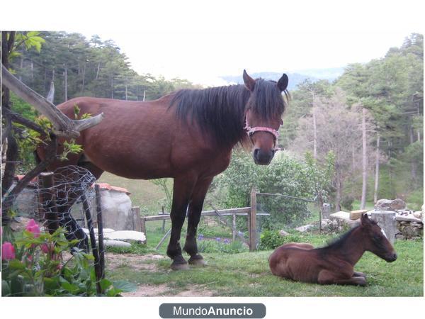 vendo yegua castaña española