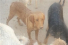 anezka,perrita joven y cariñosa,adopcion - mejor precio | unprecio.es