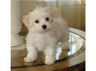 bichon maltes macho - mejor precio | unprecio.es