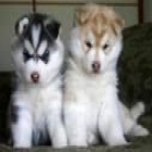 cachorro de husky macho y hembra - mejor precio | unprecio.es