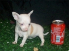 Enamorate de un chihuahua cambanus en este san valentin - mejor precio | unprecio.es