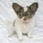 Espectacular Chihuahua de Pelo Corto -*Precioso cachorro de chihuahua de pelo corto de impresionante tipicidad - mejor precio | unprecio.es