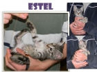 ESTEL gatito atigrado de abril busca buen adoptante - mejor precio | unprecio.es