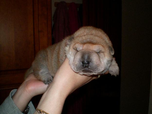 HERMOSAS BEBES DE SHAR-PEI