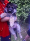 PASTOR ALEMAN L CON PEDIGREE POR SOLO 320 ,PRECIOSOS! - mejor precio | unprecio.es