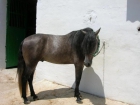 PRECIOSO CABALLO ESPAÑOL - mejor precio | unprecio.es
