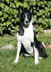 Próxima camada de Border Collie con pedigree RSCE - mejor precio | unprecio.es