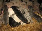 Se vende Camada de Dogo Aleman (Gran Danes) - mejor precio | unprecio.es