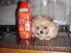 ultima lulu de pomerania miniatura solo 390 - mejor precio | unprecio.es