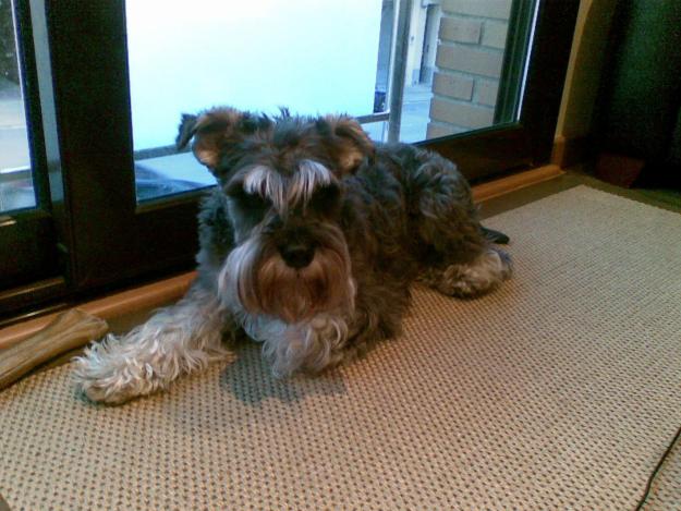 busco novia schnauzer