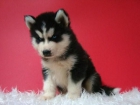 cachorrines de husky. hembritas y machos para entregar con todo - mejor precio | unprecio.es