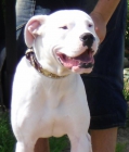 dogo argentino para montas - mejor precio | unprecio.es