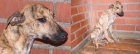 Galgo cachorro en peligro de sacrificio ADOPTALO!! - mejor precio | unprecio.es