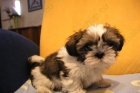 Oferta especial camada  de Shih-tzu - mejor precio | unprecio.es