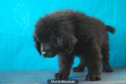 para tu hogar cachorros de terranovas criados en familia - mejor precio | unprecio.es