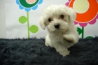 perritos preciosos y muy blancos (malteses) - mejor precio | unprecio.es