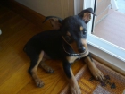 Toy Terrier ingles - mejor precio | unprecio.es