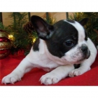 Ultima bulldog frances con pedigree - mejor precio | unprecio.es