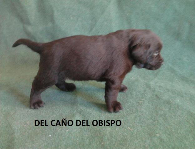 labradores del caño del obispo