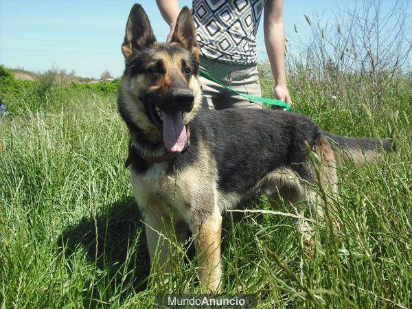 3 Pastores alemanes machos y hembra en adopcion