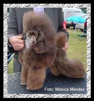cachorros caniche toy