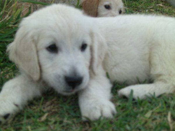 Cachorros de golden retriever, padres presentados en exposicion. Buen precio