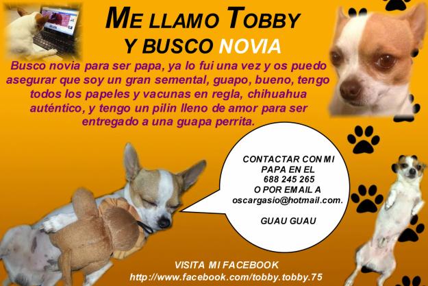 Chihuahua busca novia, gran semental