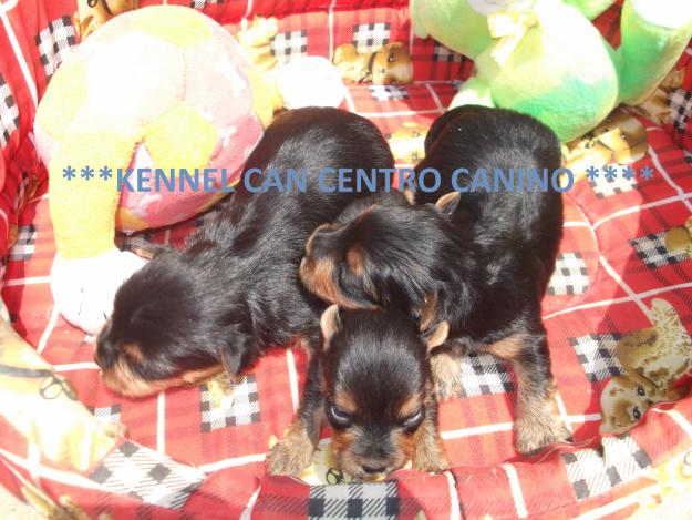 Exceloentes cachorros de yorkshire terrier