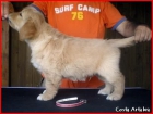 Golden Retriever. Una cachorra disponible de Charola Mississippi y Blondy. - mejor precio | unprecio.es