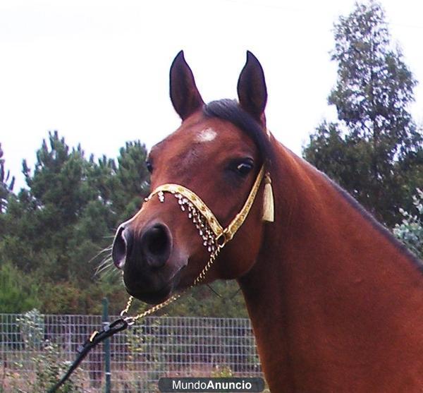 Prado de descanso para caballos