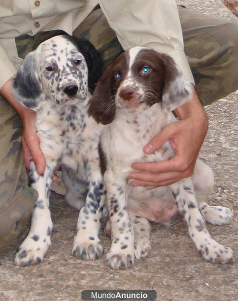 Setter inglés