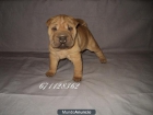 SHAR PEI...PRECIOSO CACHORRO PERRO - mejor precio | unprecio.es