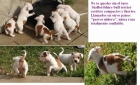 staffordshire bull terrier pied - mejor precio | unprecio.es