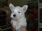 west higland white terrier... - mejor precio | unprecio.es
