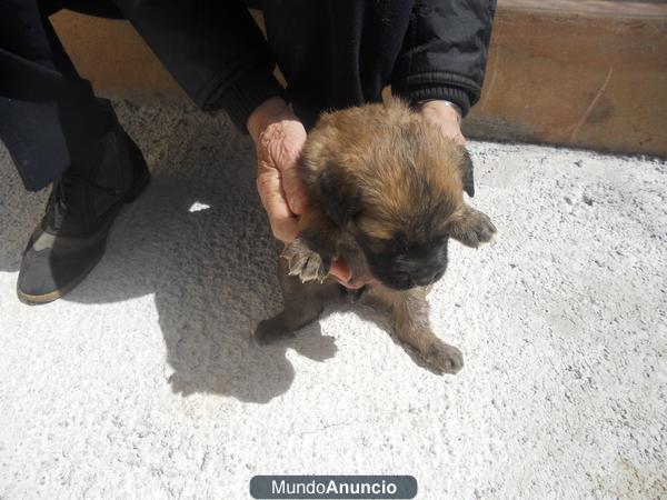 REGALO CACHORROS CRUCE PASTOR ALEMÁN